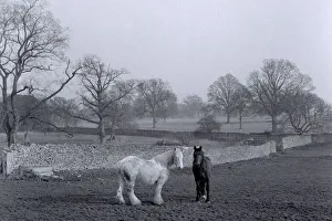 Grazing Prints: A horses grazing in a paddock in a farm in the Hertfordshire countryside with