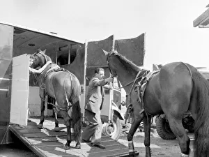Trotting Prints: Horses are loaded onto a horsebox after competing in the Trotting race at the Birmingham