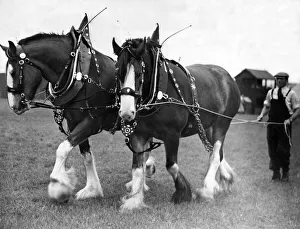 00175 Prints: Two horses owned by the Nation Coal Board, Ashington which won the horses in plough