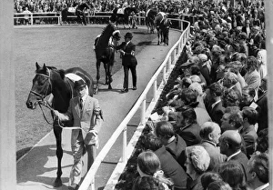 Flat Prints: Horses paraded before the big race of the day, the Northumberland Cup at Gosforth Park