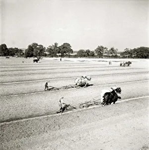 Plough Prints: Horses ploughing the fields on the farm circa 1963 A©Mirrorpix