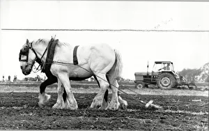 Crops Prints: Two horses ploughing seen side by side at the annual ploughing match at West Hallam
