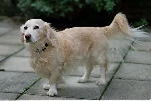Hot Dog the Dachshund / Golden Retreiver Cross March 1999 at home in Clapham