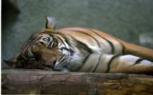 Too hot for tigers as the heatwave continues August 1999 the animals at Regents