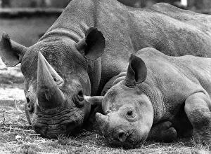 Rhinoceros Prints: Hot Weather: Taking it easy in the Black Rhino paddock Wnipsnade Park Zoo