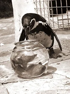 Penguin Prints: Houdini the Penguin eyes the goldfish bowl for a free feed goldfish birds