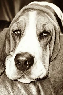 hound sleeping, looking grumpy and tired, resting his chin