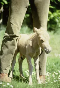 Agriculture Prints: One hour old Falabella miniature horse Angelica born to Sandstorm at Kilverstone Wildlife