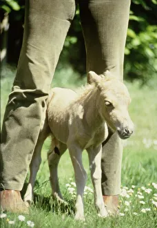 Foals Prints: One hour old Falabella miniature horse Angelica born to Sandstorm at Kilverstone Wildlife