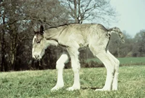 Foal Prints: Four hours old shire colt foal born to mar Sarendon charm takes his first steps