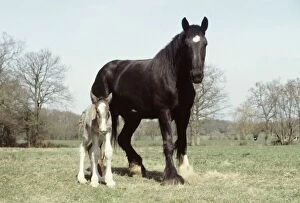 Images Dated 1st April 1984: Four hours old shire colt foal with his mother Sarendon charm takes his first steps at