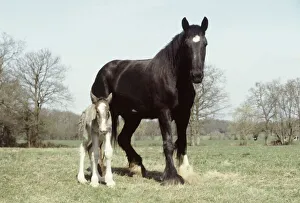 Foal Prints: Four hours old shire colt foal with his mother Sarendon charm takes his first steps