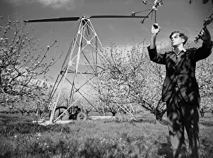 00497 Prints: Huge fan to combat frost in apple orchards at Bramley, Cambridgeshire