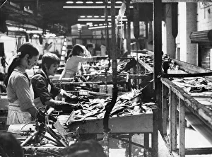 Commercial Prints: Hull Smoke Houses Machines top and split the Herrings which will go to make kippers