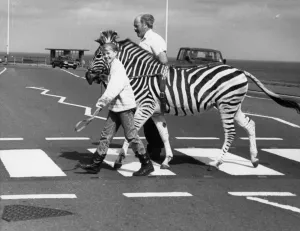 Zebra Prints: Humbug the zebra crosses a zebra crossing in Tynemouth on his way to the circus