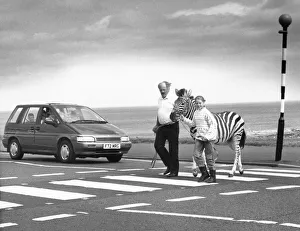 00192 Prints: Humbug the zebra crosses a zebra crossing in Tynemouth on his way to the circus