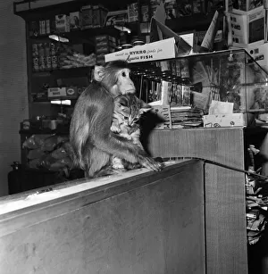 Humour: Animal relationships: Seven week old kitten with Coco the Java Monkey at their