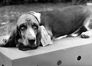 Images Dated 3rd June 1971: Humphrey, the bassett hound, lies on his packing case already labelled