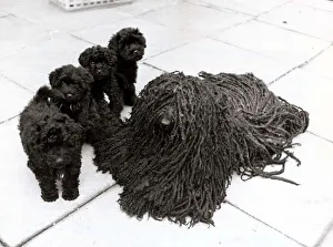 Puppies Prints: Four Hungarian puli dog puppies with Bodri the dishmop dog in Hampstead London