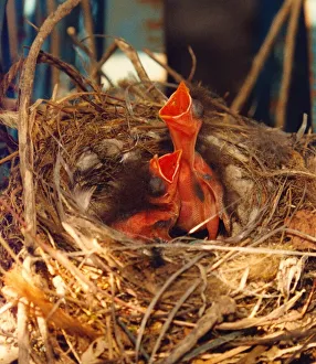 00047 Prints: Hungry hedge sparrow chicks waiting impatiently for food