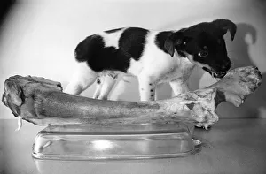 Hungry young puppy eating some meat off the bone May 1954 P007882