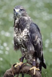 00158 Prints: A hunting falcon at the Game Show at Broughton Hall in Torkshire July 1979