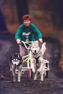 00006 Collection: These Huskies are put through their paces at Chopwell Woods