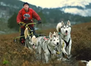 00006 Collection: Husky racing at Aviemore, Scotland