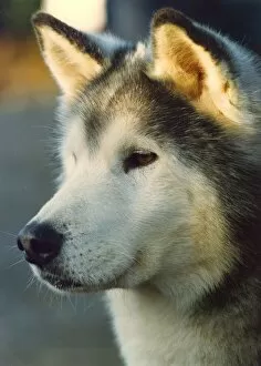 00006 Collection: A Husky waiting patiently to race