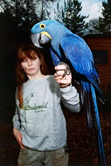 Macaw Prints: Hyacinth Macaw, an exotic bird February 1989 A©Mirrorpix