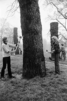 Trees Prints: Hyde Park Elm Trees. During the late 20th century more then 900 elms in the park were