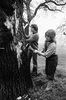 01281 Prints: Hyde Park Elm Trees. During the late 20th century more then 900 elms in the park were
