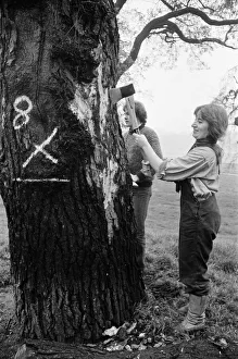 01281 Prints: Hyde Park Elm Trees. During the late 20th century more then 900 elms in the park were