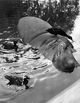 Ducks Prints: I have ducks. The don t seem to realise that a great big three-ton hippo like myself