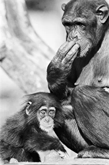 Monkeys Prints: What can I smell? Wonder the baby Chimpanzee seen here with his mother at the Chimpanzee