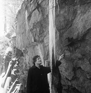 01357 Collection: Icicles in Snuff Mills Park after the temperture punges below zero 4th January 1963