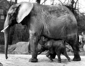 Relationship Prints: Iduna the African elephant with her new born baby girl Ota shortly after her birth