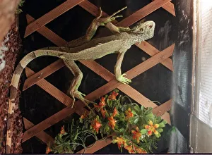 Reptile Prints: Iguana which Michelle McMillan gave to Glasgow Zoo but was later found for sale