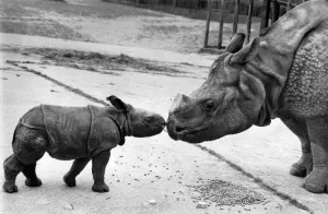 00069 Prints: IIve got you under my Skin: Rubbing noses with your baby could be an alarming experience
