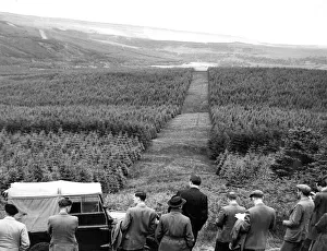 Forestry Prints: An impressive view of part of aone of Northumbnerland state forests looking over