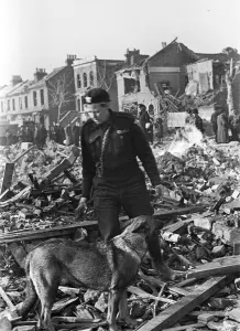 Alsatian Prints: Imra the Alsatian, one of Londons search and rescue dogs seen here searching for