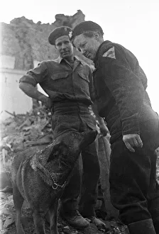 01483 Prints: Imra the Alsatian, one of Londons search and rescue dogs seen here searching for