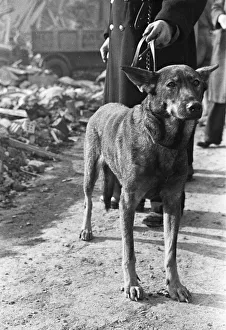 01483 Prints: Imra the Alsatian, one of Londons search and rescue dogs seen here searching for
