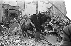 01483 Prints: Imra the Alsatian, one of Londons search and rescue dogs seen here searching for