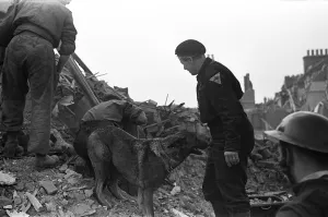 01483 Prints: Imra the Alsatian, one of Londons search and rescue dogs seen here searching for