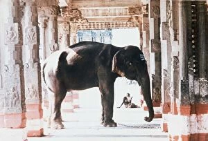 Images Dated 1st March 1975: India The temple elephant and an old man in the temple colonade at Kancheepuram near
