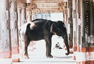 Place Of Worship Prints: India The temple elephant and an old man in the temple colonade at Kancheepuram near