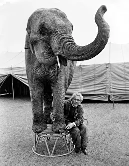 Circus Prints: Indian elephant Sarah having her nails filed by her trainer Mr George Biddall of Sir