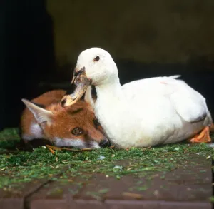 Duck Prints: Indian rubber duck Daisy with Fox cub Rachel at Belfairs Riding School in Essex