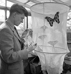 Insects: Moths: Mr. Rivers seen here with part of his collection of moths